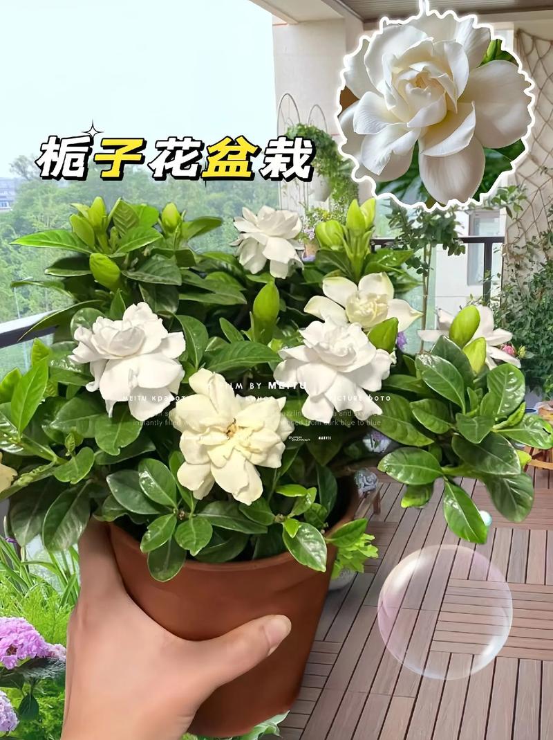 栀子花怎么养才会茂盛（栀子花怎么养才会茂盛呢）-第4张图片-多多自然网