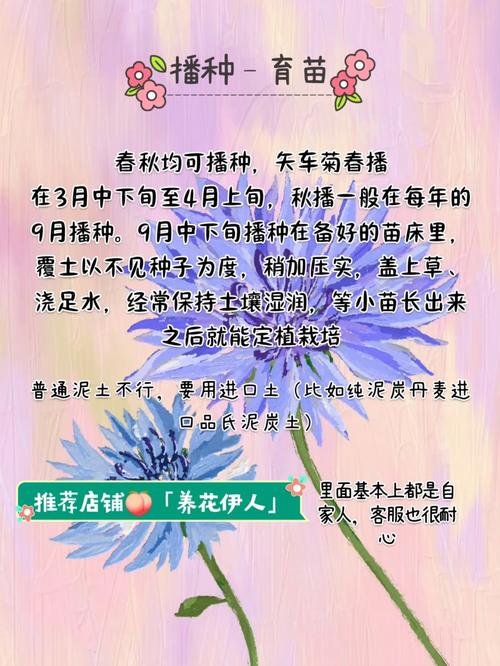 矢车菊怎么施肥（矢车菊用什么土）-第5张图片-多多自然网