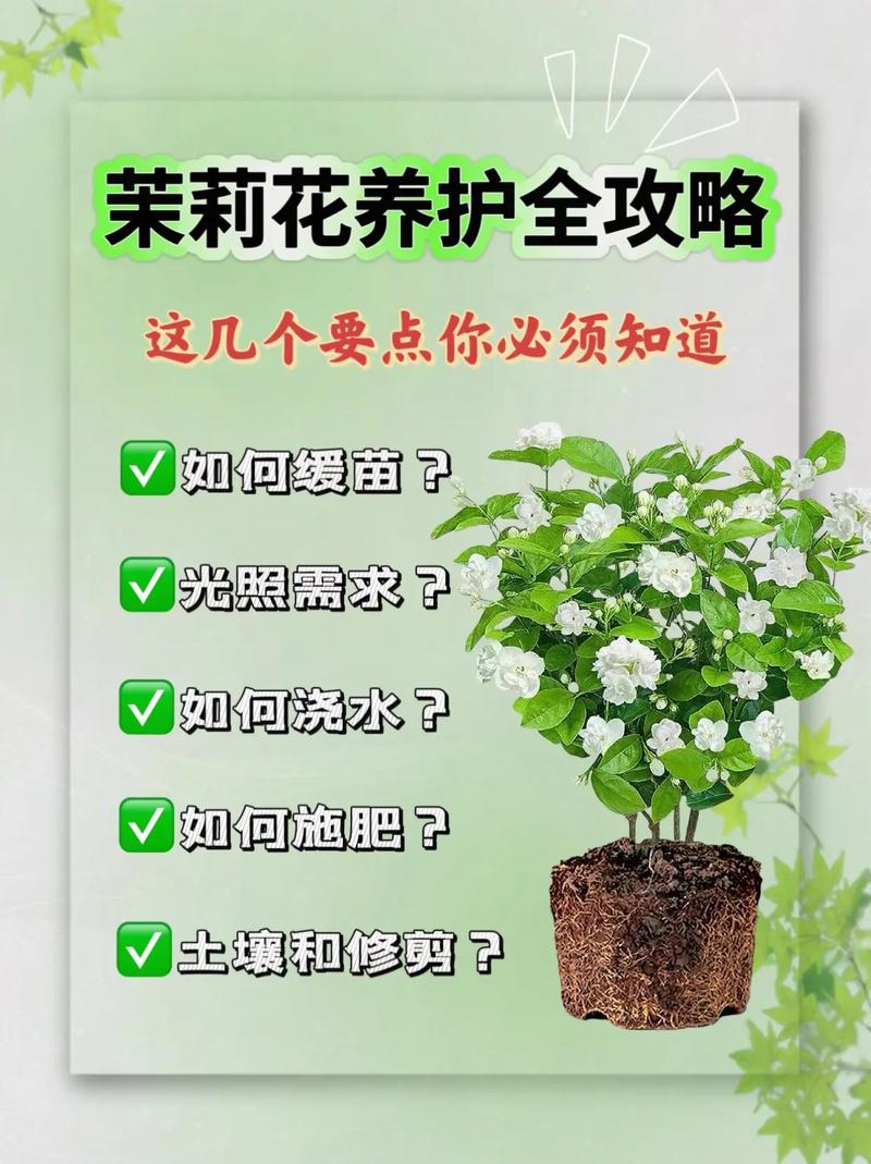 茉莉花怎么养（泰国茉莉花怎么养）-第1张图片-多多自然网