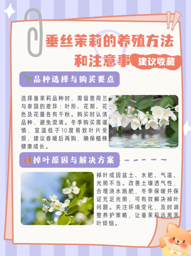 茉莉花怎么养（泰国茉莉花怎么养）-第2张图片-多多自然网