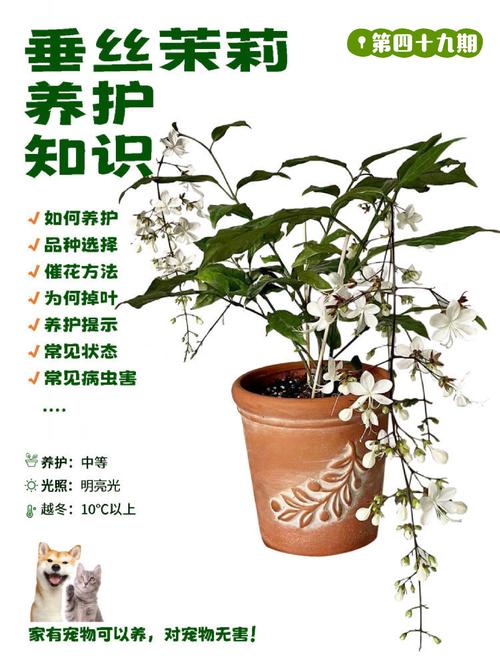 茉莉花怎么养（泰国茉莉花怎么养）-第3张图片-多多自然网