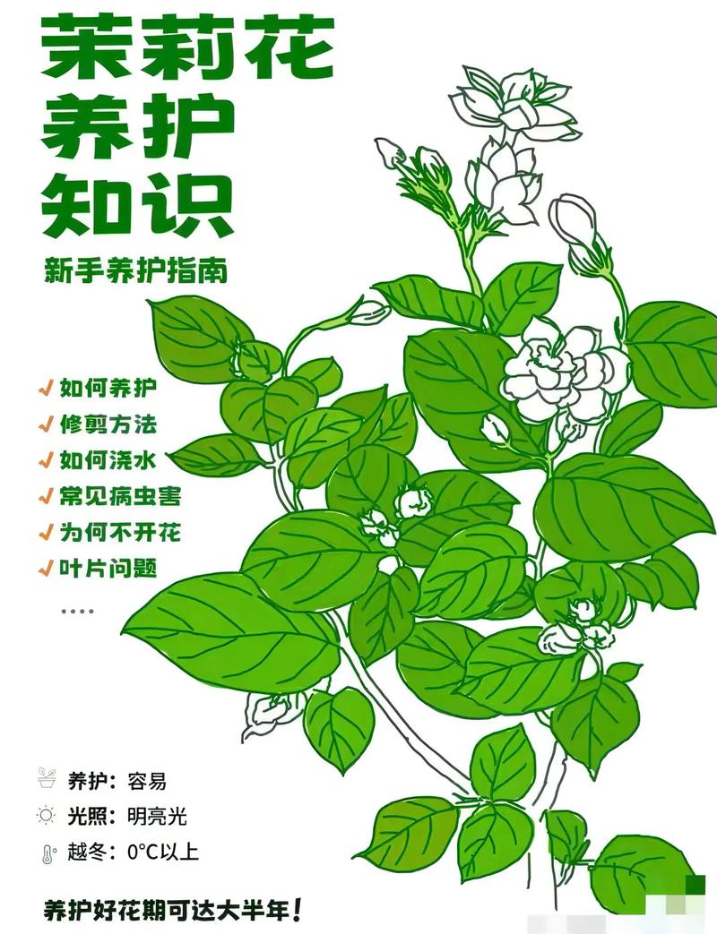 茉莉花怎么养（泰国茉莉花怎么养）-第4张图片-多多自然网