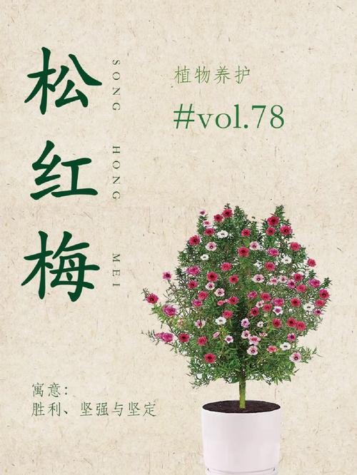 松红梅种子怎么种（松红梅的种子什么时候成熟）-第4张图片-多多自然网