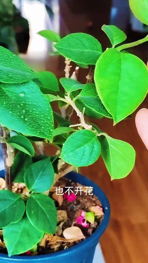 这5种花现在不扦插（这5种花现在不扦插了）-第1张图片-多多自然网