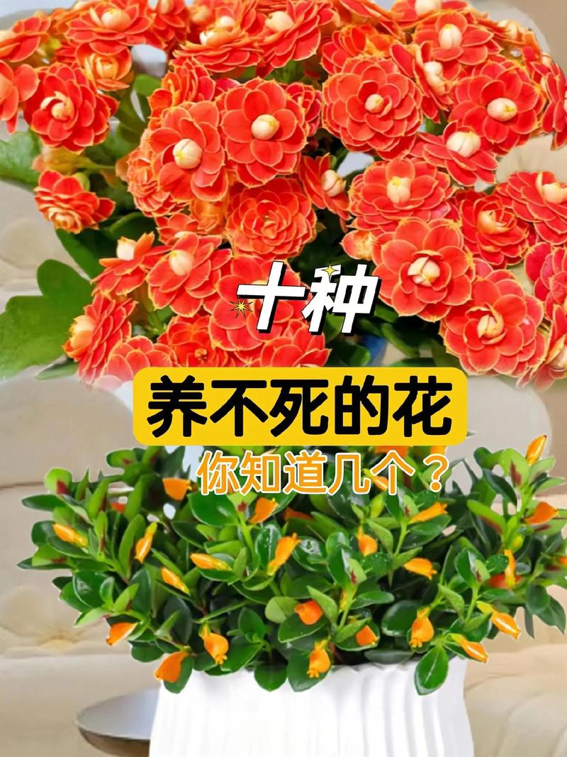 这5种花现在不扦插（这5种花现在不扦插了）-第5张图片-多多自然网