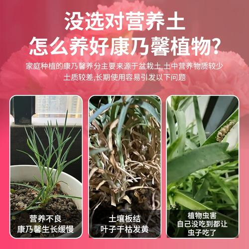 康乃馨用什么肥料（康乃馨用什么化肥）-第1张图片-多多自然网