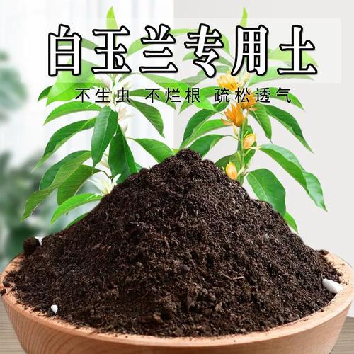 白兰花用什么土种好（白兰花需要什么土比较好）-第4张图片-多多自然网