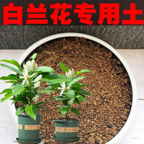 白兰花用什么土种好（白兰花需要什么土比较好）-第6张图片-多多自然网