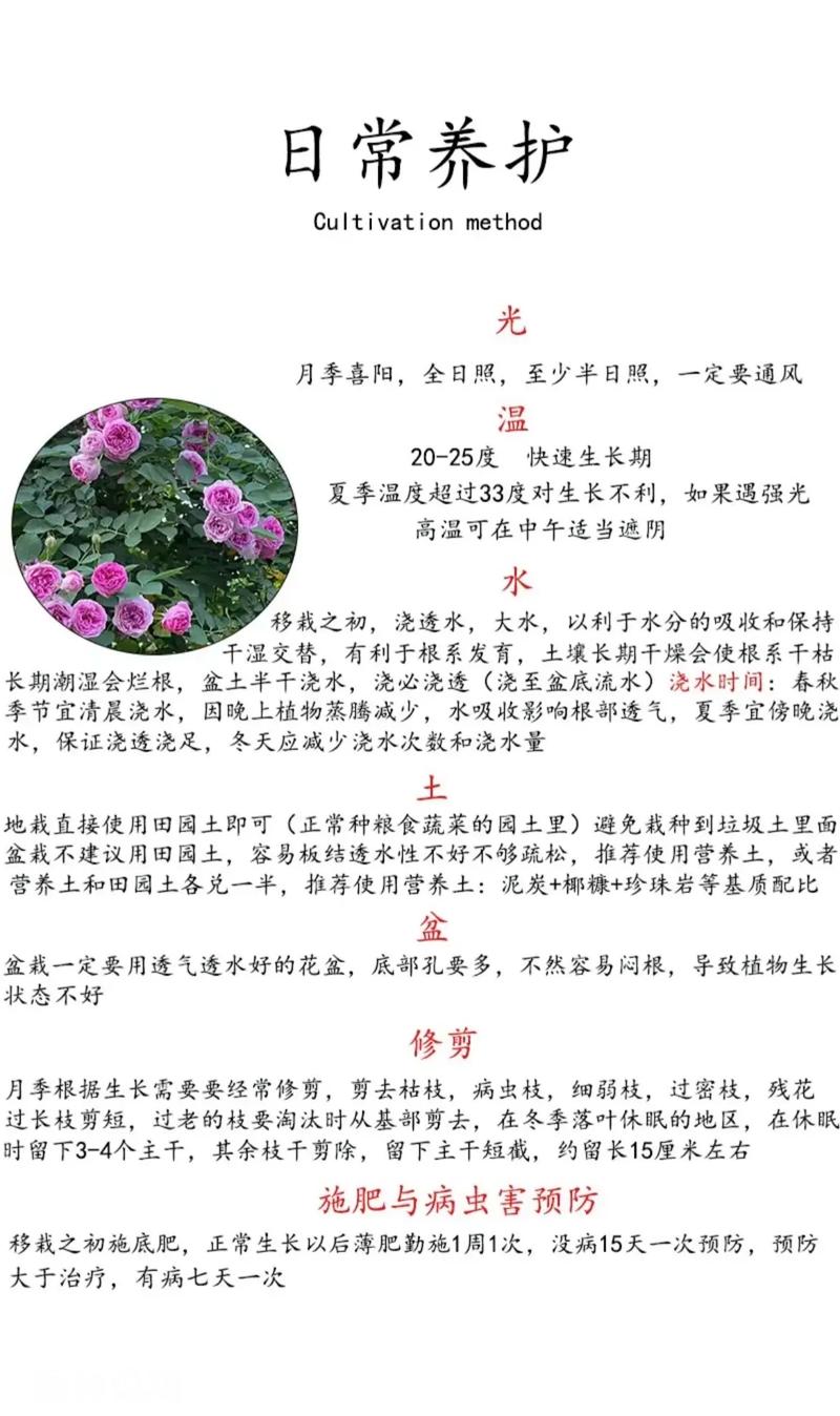 月季的养殖方法和注意事项（超微月季的养殖方法和注意事项）-第3张图片-多多自然网