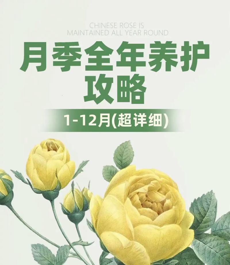 月季的养殖方法和注意事项（超微月季的养殖方法和注意事项）-第4张图片-多多自然网