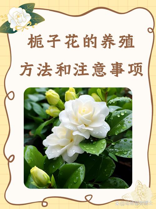 栀子花怎么养才长得好（栀子花怎么养比较好）-第4张图片-多多自然网