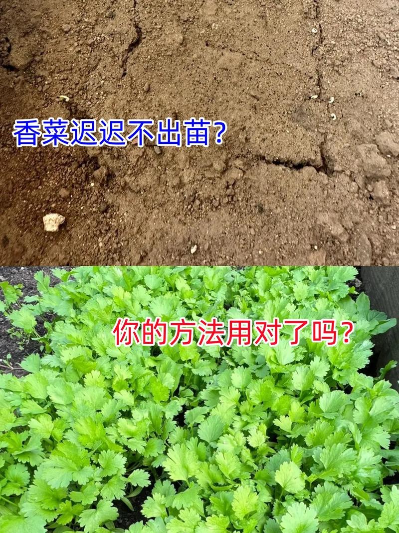 香菜怎么种植容易发芽（香菜怎么种才能出苗快）-第1张图片-多多自然网