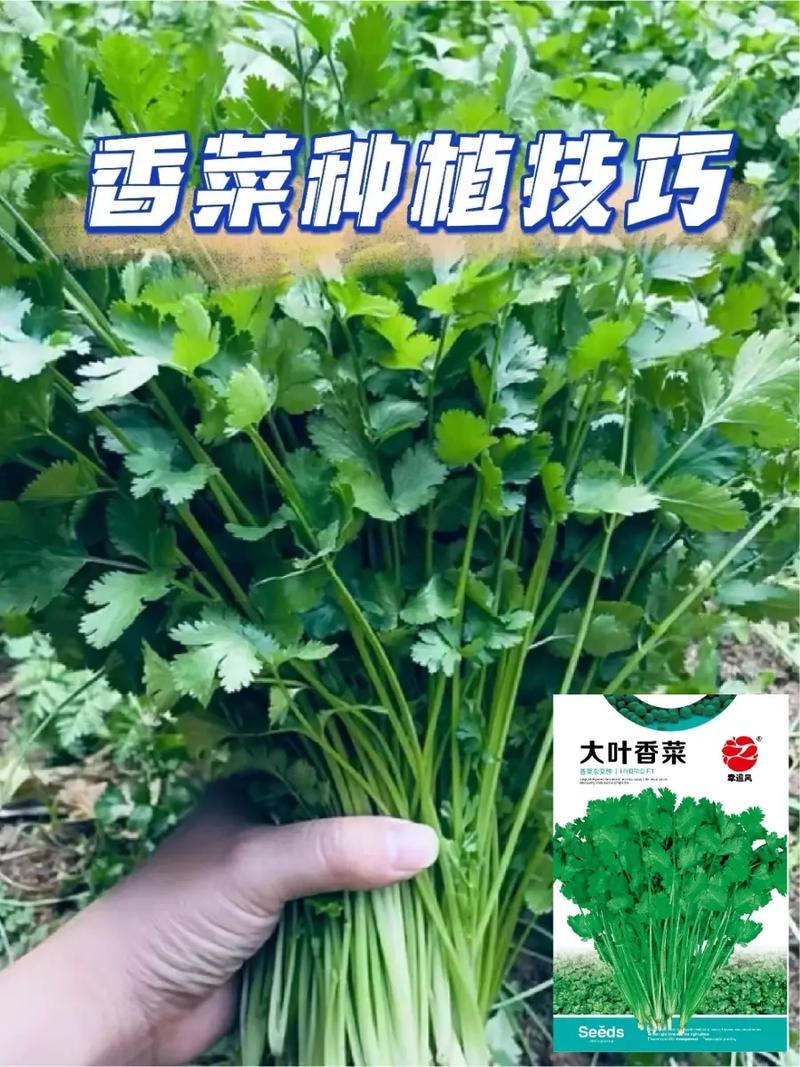 香菜怎么种植容易发芽（香菜怎么种才能出苗快）-第2张图片-多多自然网