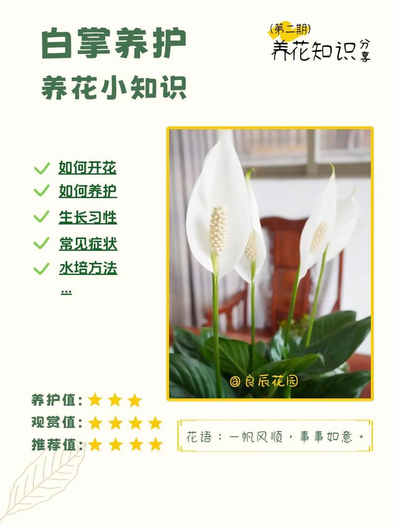 一帆风顺可以水养吗（一帆风顺植物可以水养吗）-第1张图片-多多自然网