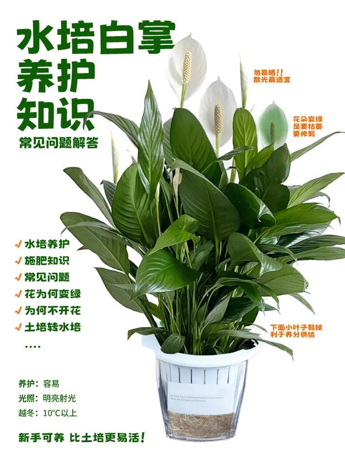 一帆风顺可以水养吗（一帆风顺植物可以水养吗）-第4张图片-多多自然网