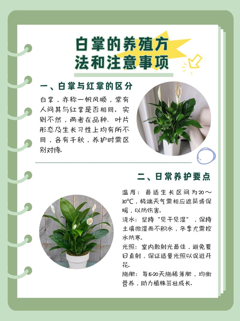 一帆风顺可以水养吗（一帆风顺植物可以水养吗）-第7张图片-多多自然网