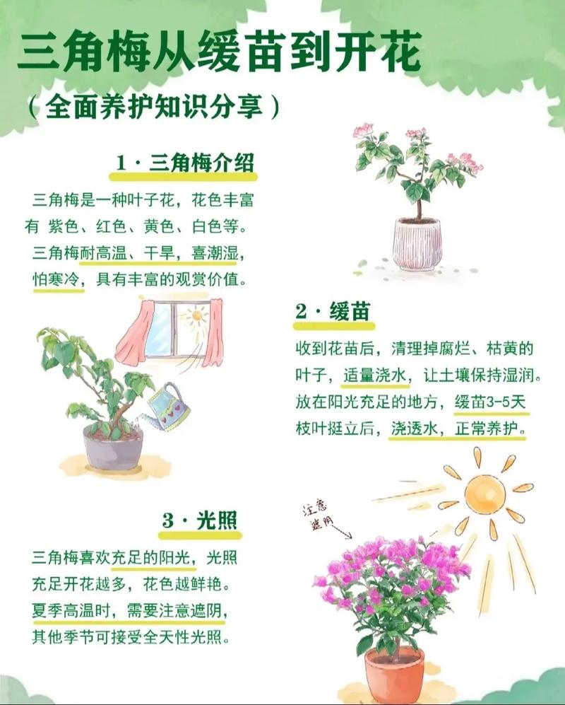 仙丹花在家掉叶子（仙丹花在家掉叶子什么原因）-第2张图片-多多自然网