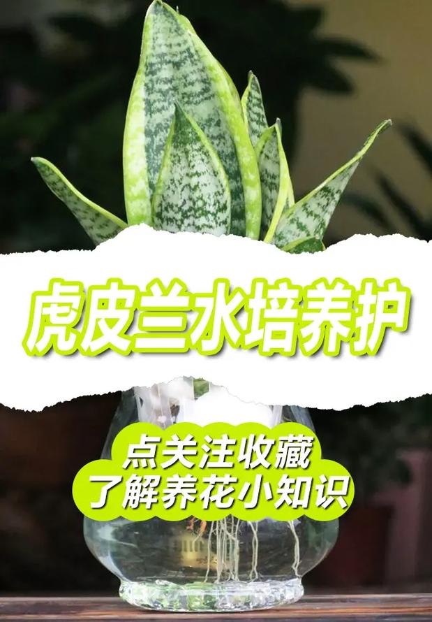 虎皮兰怎么浇水（虎皮兰怎么浇水最合适）-第2张图片-多多自然网