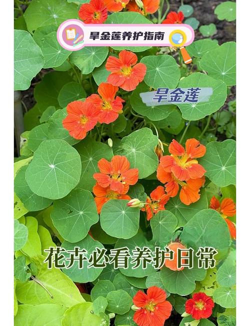 旱金莲春天怎么养（旱金莲春播几月开花）-第1张图片-多多自然网