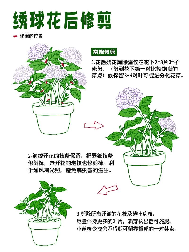 室内绣球这么养（室内绣球花的养殖方法和注意事项）-第2张图片-多多自然网