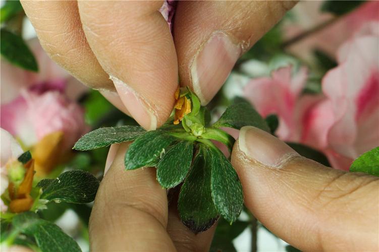 蜡叶杜鹃的繁殖方法（蜡皮杜鹃叶子边发黄怎么回事）-第2张图片-多多自然网