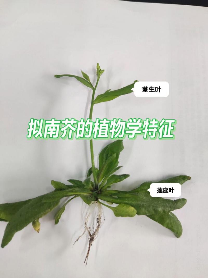 南庭芥怎么种植（南庭芥图片）-第2张图片-多多自然网