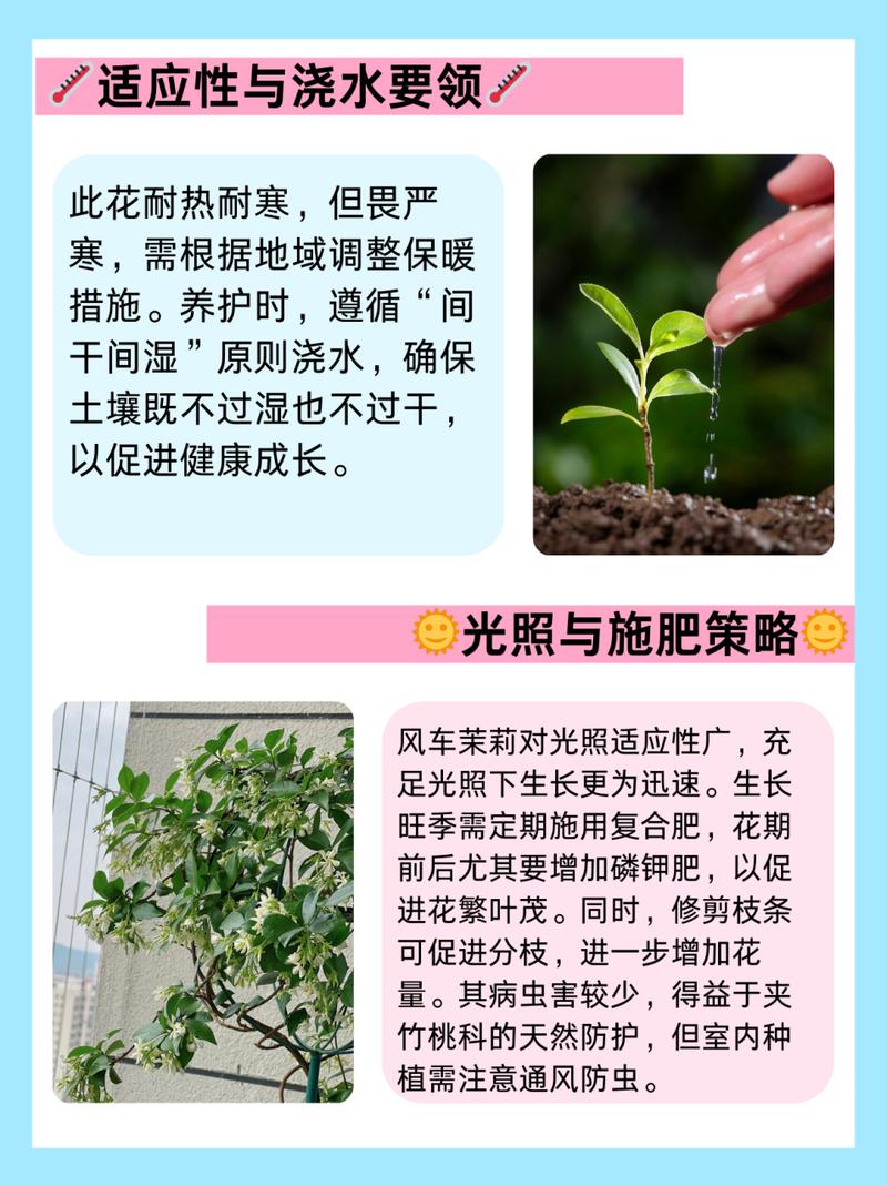 怎样让风车茉莉爬藤快（风车茉莉爬藤好还是修剪好）-第1张图片-多多自然网