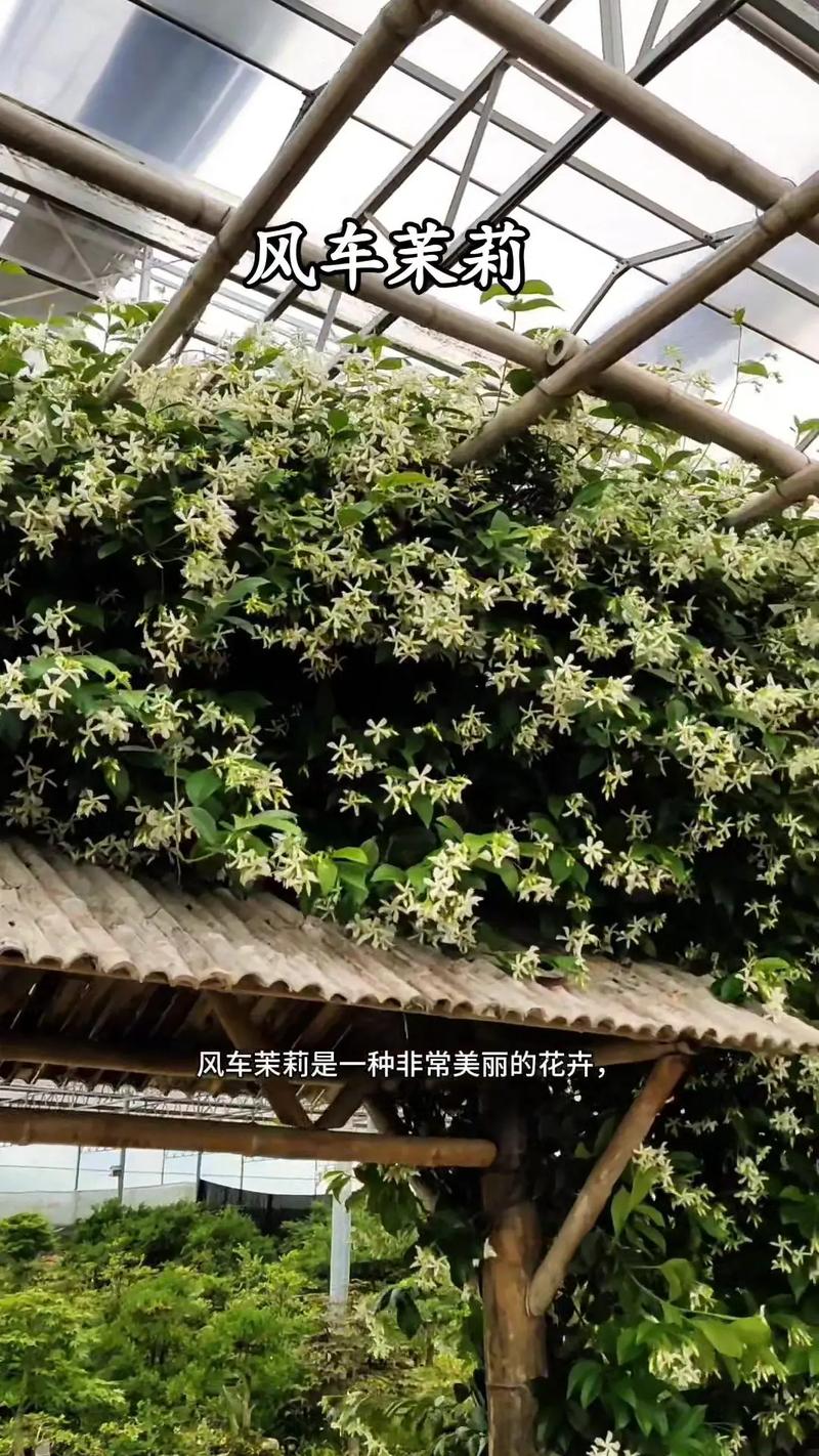 怎样让风车茉莉爬藤快（风车茉莉爬藤好还是修剪好）-第6张图片-多多自然网